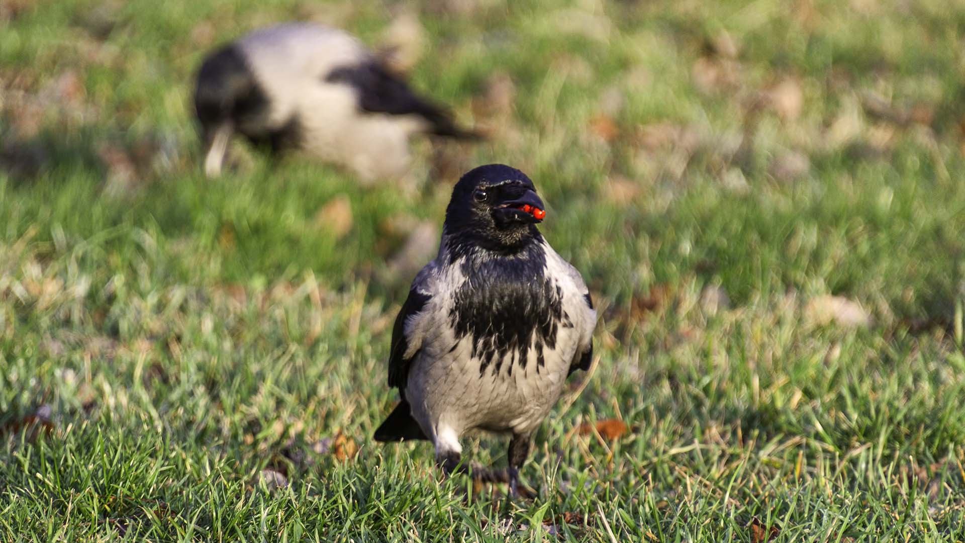 Teeme koos P&auml;&auml;sna kalendri background image