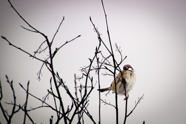 Aitäh, kõht täis!