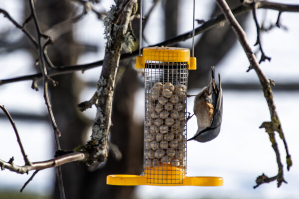 Täna sööme ülesmäge