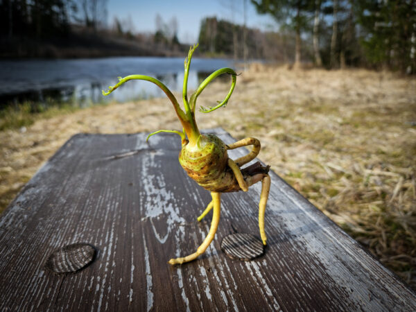 Viroste järve mehike