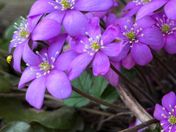 Täpiline kevadekuulutaja
