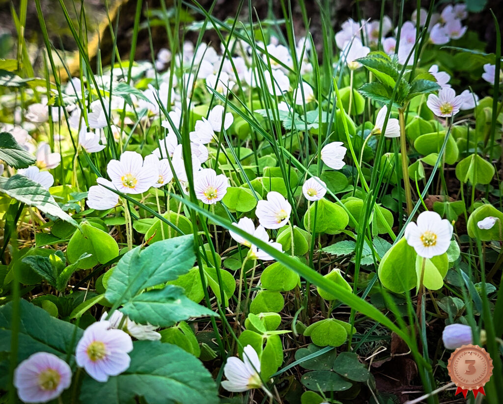 Jänesed... kapsale!