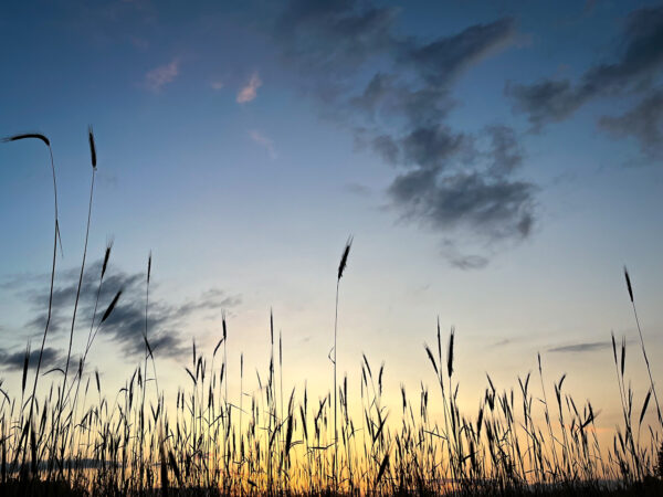Kus on põis ja viisk?