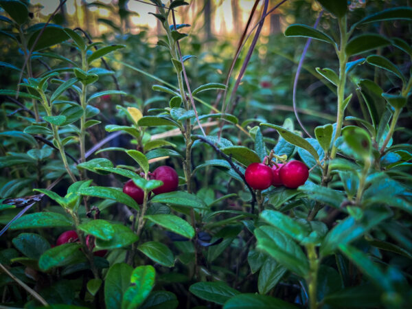 Sügise sõnumitoojad 1