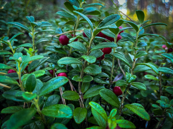 Sügise sõnumitoojad 2