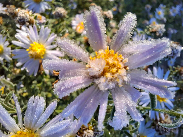 Lumelilled lilleõiel