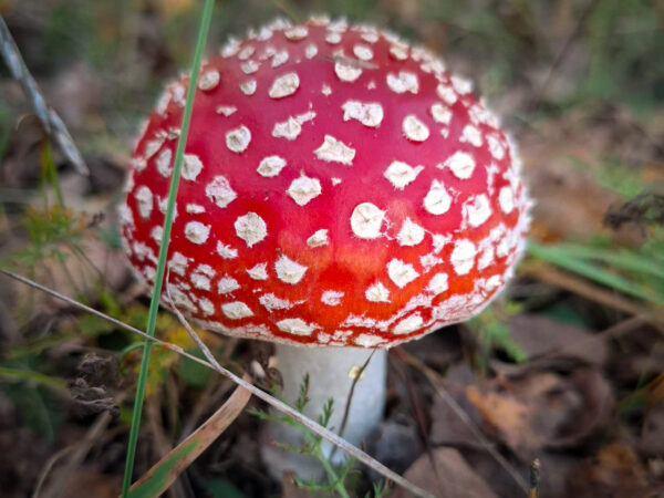 Ilu ei kõlba patta panna