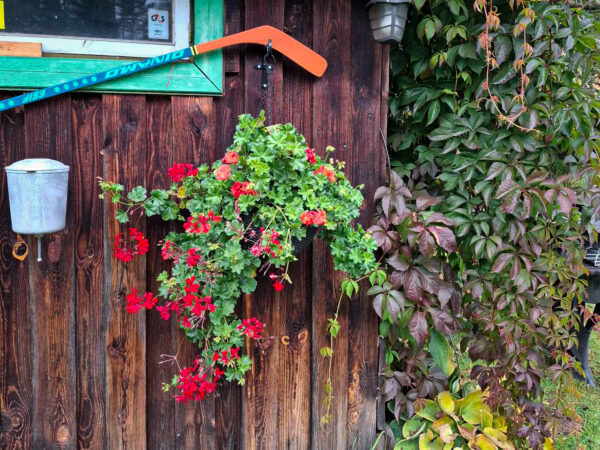 Oktoobri viimased õied