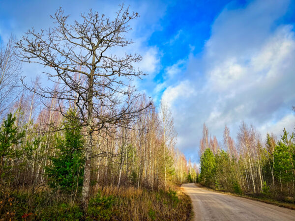 Linnud läinud, lehed läinud