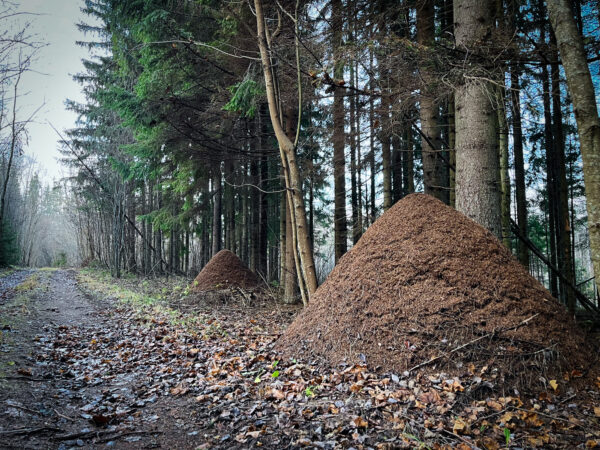 Pääsna püramiidid