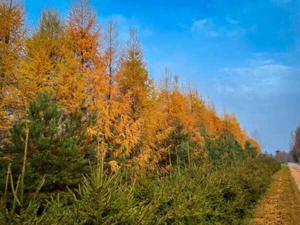 Sügise pintslitõmme