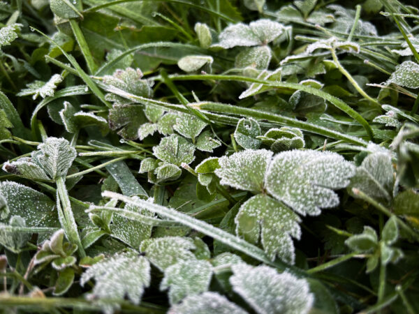 Natuke külmavõetud